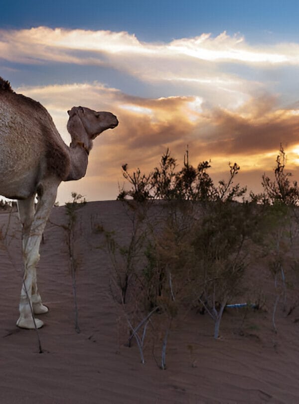 2 days Marrakech to Zagora Connectingmorocco