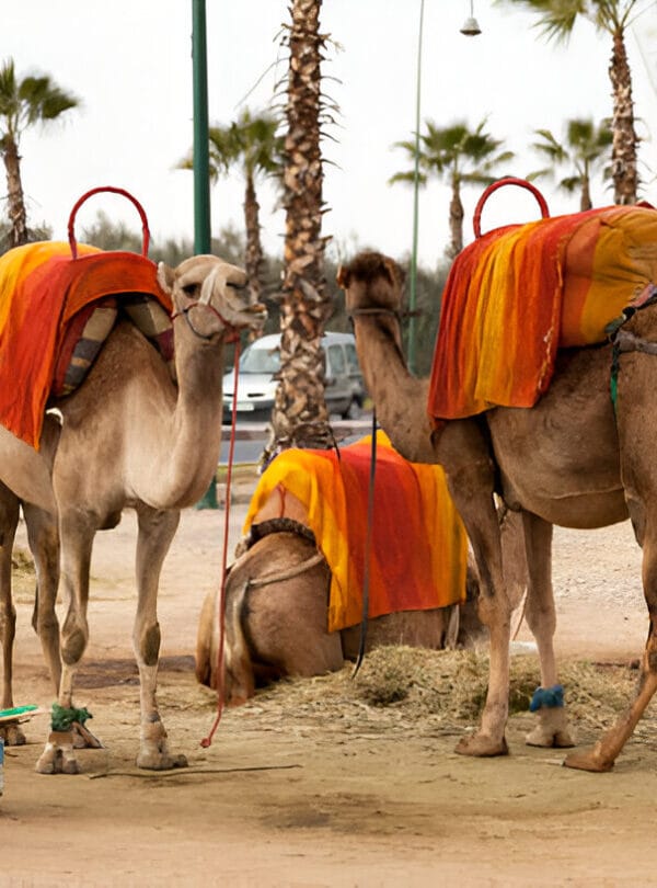 Connectingmorocco Camel ride Connectingmorocco