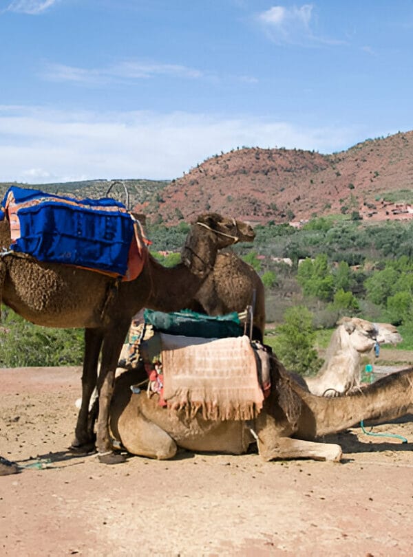 Connectingmorocco Camel ride Connectingmorocco