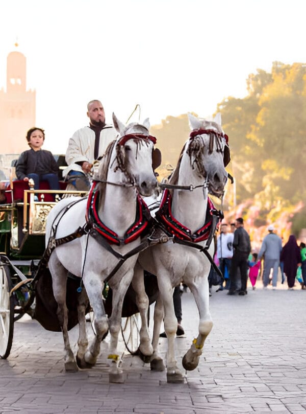 Connectingmorocco Calèche Tour Connectingmorocco