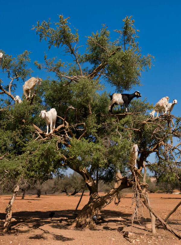essaouira Connectingmorocco,Connectingmorocco,