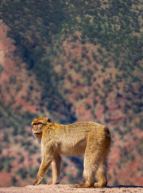 Connectingmorocco