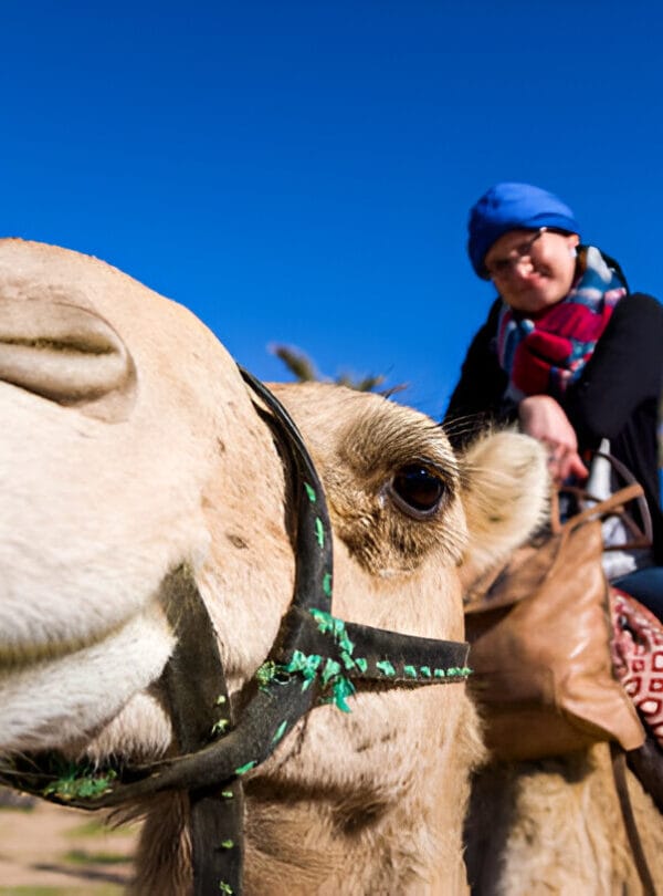 Connectingmorocco Camel ride Connectingmorocco
